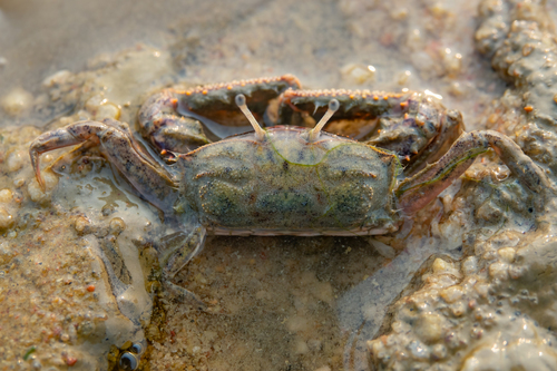 Macrophthalmus abbreviatus