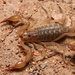 Lesser Stripetail Scorpion - Photo (c) Prakrit Jain, all rights reserved, uploaded by Prakrit Jain
