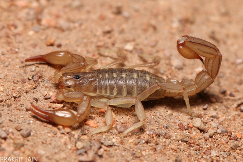 Lesser Stripetail Scorpion