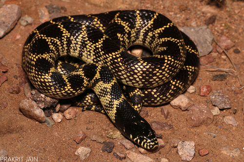 Desert Kingsnake