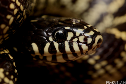 Desert Kingsnake