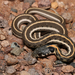 Black-necked Garter Snake - Photo (c) Prakrit Jain, all rights reserved, uploaded by Prakrit Jain