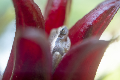 Dwarf Mexican Tree Frog (Tlalocohyla smithii)