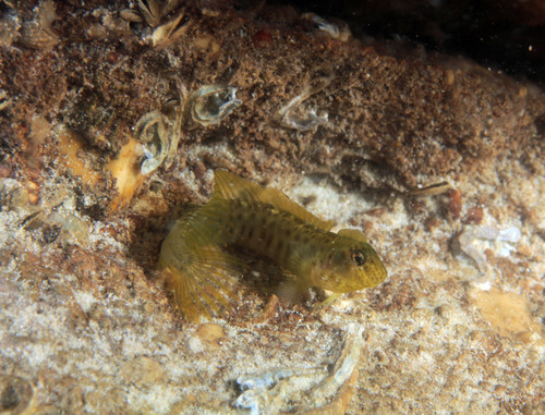 Omobranchus fasciolatus