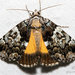 False Underwing - Photo (c) Carl Carbone, all rights reserved, uploaded by Carl Carbone