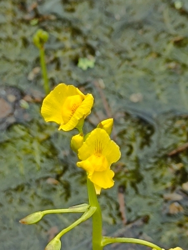 Leafy Bladderwort