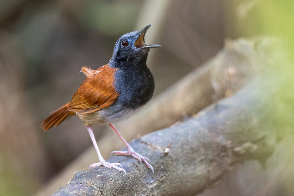 White-bellied Antbird (Myrmeciza longipes) photo