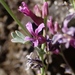 Alpine Jewelflower - Photo (c) Rick Wachs, all rights reserved, uploaded by Rick Wachs