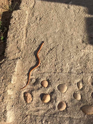 Cape Centipede-Eater