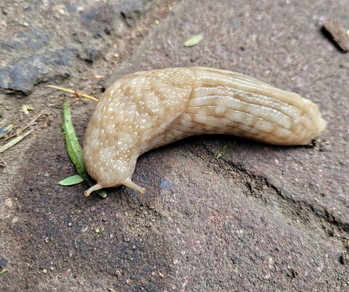 Polytoxon robustum