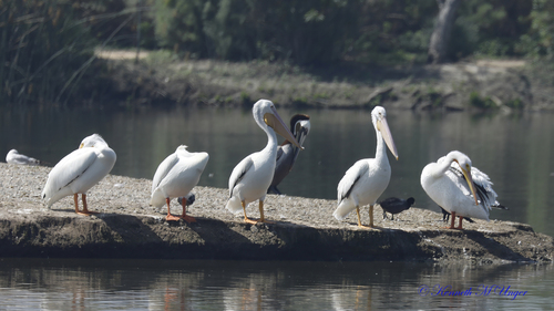 iNaturalist observation photo of American White Pelican