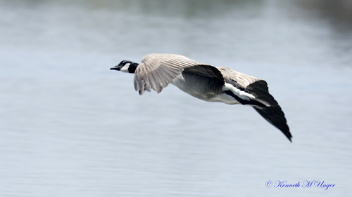 iNaturalist observation photo of Canada Goose
