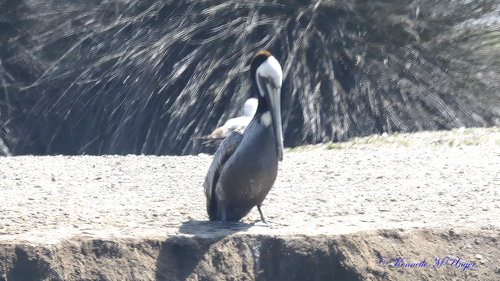 iNaturalist observation photo of Brown Pelican