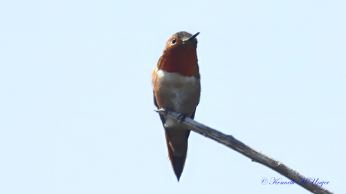 iNaturalist observation photo of Rufous, Allen's, and Allied Hummingbirds