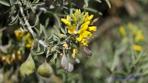 iNaturalist observation photo of Bladderpod