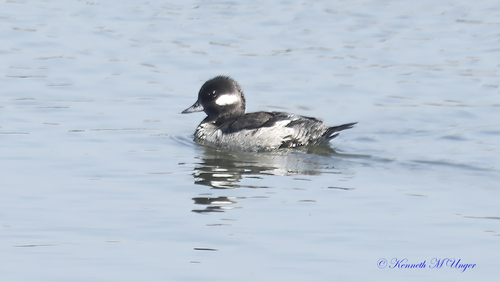 iNaturalist observation photo of Bufflehead