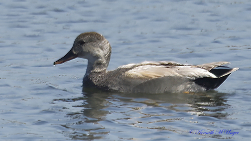 iNaturalist observation photo of Gadwall