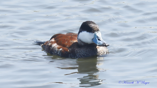iNaturalist observation photo of Ruddy Duck