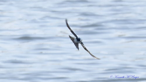 iNaturalist observation photo of Tree Swallow