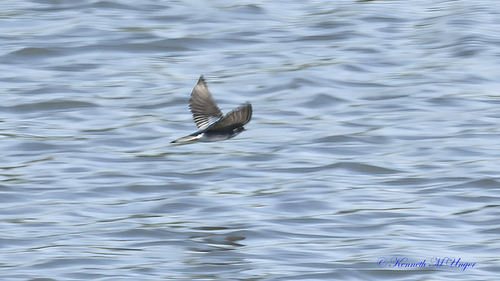 iNaturalist observation photo of Tree Swallow