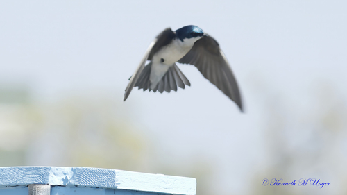 iNaturalist observation photo of Tree Swallow