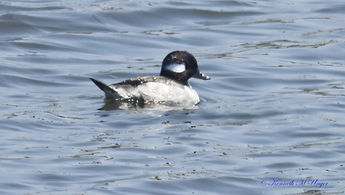 iNaturalist observation photo of Bufflehead