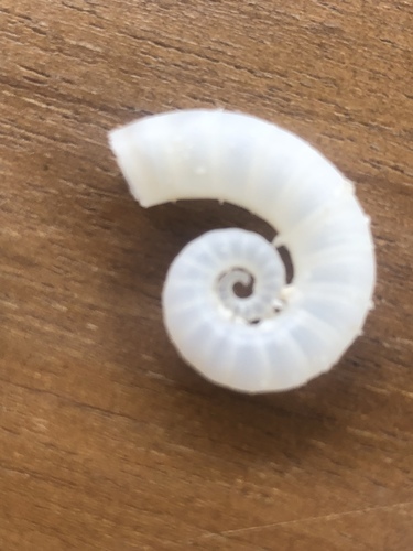 Ram's Horn Squid — seen at this dive site