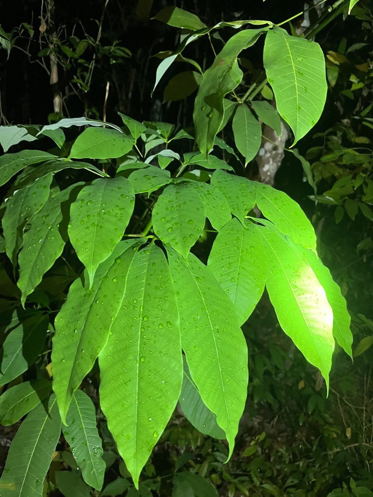 Genus Hevea  iNaturalist