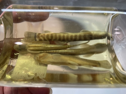 Schistura hingi