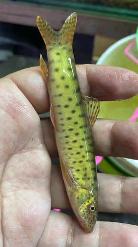 Parabotia kiangsiensis