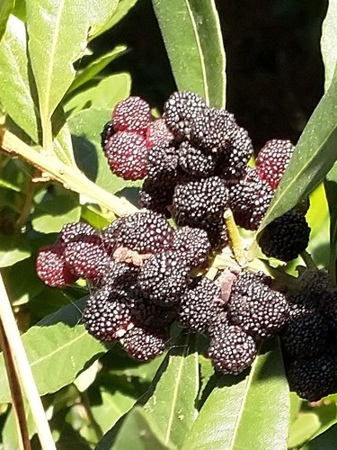 faya bayberry