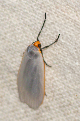 Lamprosiella eborella