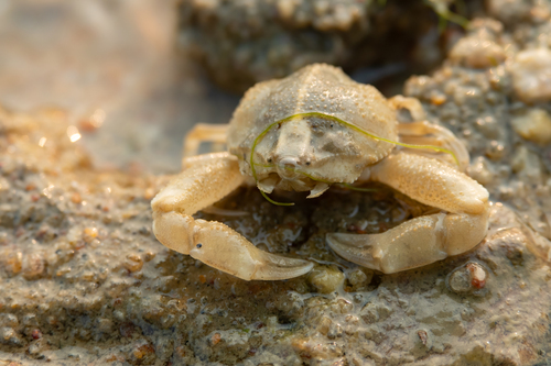 Pyrhila carinata