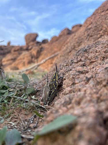 Poekilocerus bufonius
