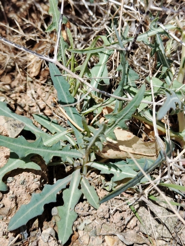 Lactuca orientalis