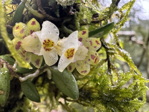 Gastrochilus formosanus