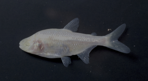 Mexican Tetra