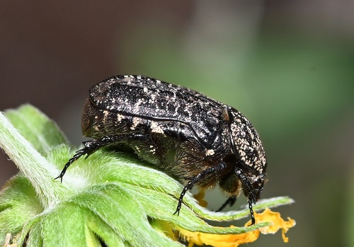 Xeloma maura