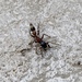 長腹蟻蛛 - Photo 由 swallowtail73 所上傳的 (c) swallowtail73，保留所有權利