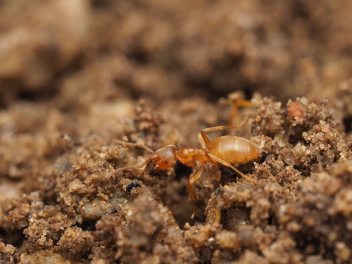 Lasius sonobei