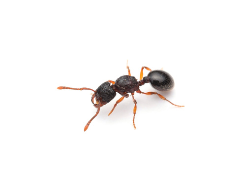 日本切叶蚁Myrmecina nipponica