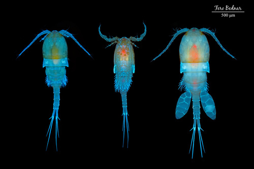 Eucyclops serrulatus