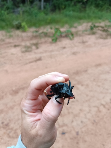 Sulcophanaeus faunus