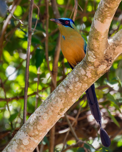Amazonian Motmot