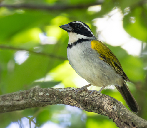 Pectoral Sparrow