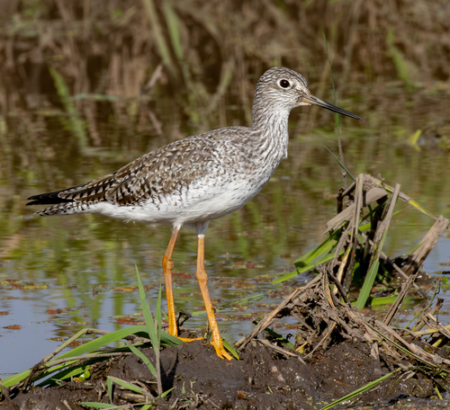 Greater Yellowlegs