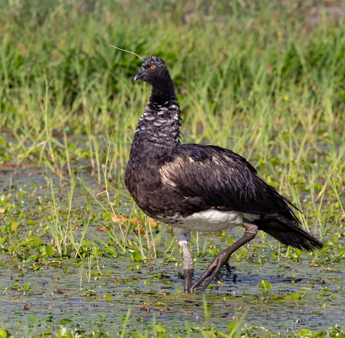 Horned Screamer