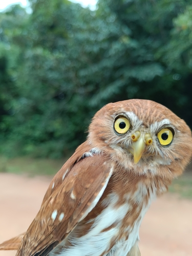 Ferruginous Pygmy-Owl