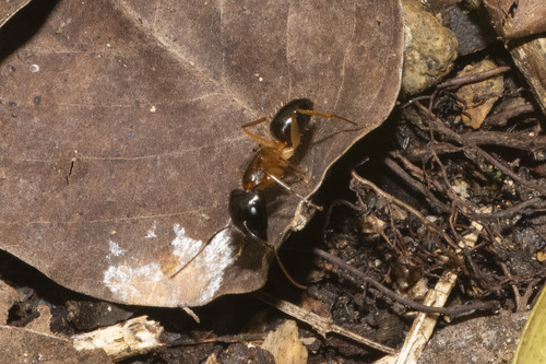 Camponotus kubaryiCamponotus kubaryi