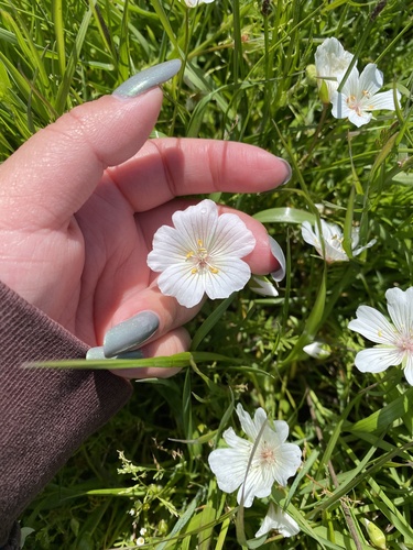 iNaturalist observation photo of Douglas' meadowfoam
